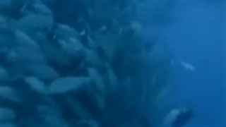 Fresh and High Quality Seafood all over Tamil Nadu