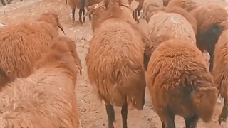 گوسفند نژاد افشاری