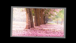 دو ترنزیشن جذاب نور وذره برای  پریمیر و inshot و.. (کپشن مطالعه شود)