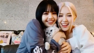 کیوت بازی لیسا و رزی با گربه ملوس