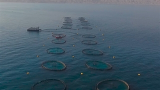 اولین و بزرگترین مزرعه دریایی تولید ماهی در ایران