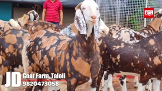 بزهای بزرگ جثه با گوش‌های شگفت‌انگیز