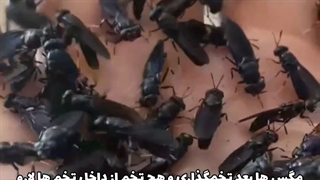 مگس سرباز سیاه چیست چه کاربردی دارد