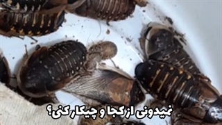 پرورش دوبیا سوسری دوبیا روچ