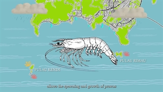 میگوی موزی: Fenneropenaeus merguiensis