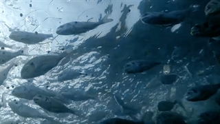 ماهی ایناس از مزرعه دریایی نیکسا