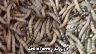 کسب و کار پرسود پرورش سوپر ورم