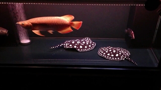 آکواریوم به سبک تاریکی^Dark^