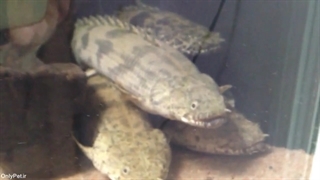 پُلی پِتروس های غول پیکر ؛ نوادگان دایناسورها