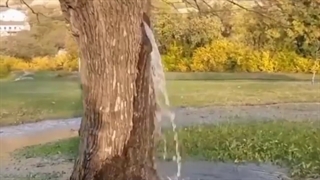 درختی زیبا و نادر لیفت گردنایمپلنت دندان