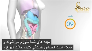 تغییرات بدن در دوران بارداری