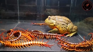 african bullfrog VS 10 centipede . (rana toro , rana goliat , ciempiés ) live feeding !