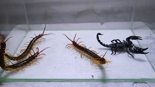 Scorpion and Three Centipedes