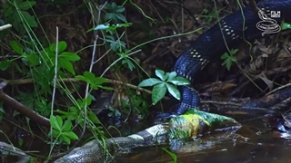 Snakes on the hunt, venomous King cobra, rattlesnake, pit viper, Gaboon viper, Grass and Dice snake