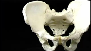 استخوان‌ها و مفاصل ناحیه ‌هیپ آکلند دوبله فارسی