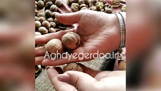 هر گردویی گردو پوست کاغذی نیست!! باور نداری ببین