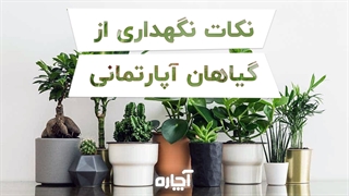 مراقبت و نگهداری از گیاهان آپارتمانی | آچاره