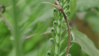 مستند سیاره ماقبل تاریخ قسمت 5 (2022)