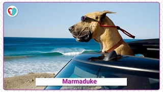 تیزر انیمیشن خارجی جذاب Marmaduke - حس یاد