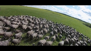 گوسفند رومانوف