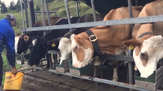 دوشیدن شیر گاو در طبیعت