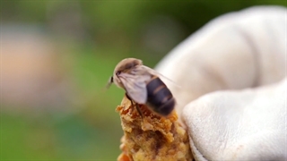 سلام علی آل یاسین...