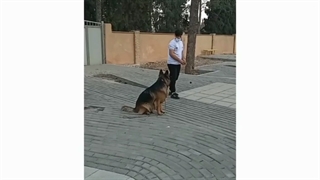 مربی سگ شیراز.09363572812(قائدی)تربیت سگ.آموزش سگ.رفتارشناس سگ