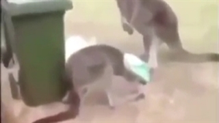 اخر صدا گذاری هستا