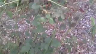 قلمه گل رز در فصل پاییز