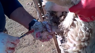 عقیم سازی گوسفند