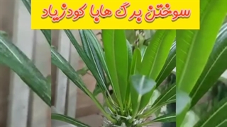 فیلم آموزش نگهداری آفات علت دلیل ریزش زرد سیاه شدن ریختن تمام برگ ندادن بیماری گل گیاه آپارتمانی نخل ماداگاسکار کود مناسب پاییز