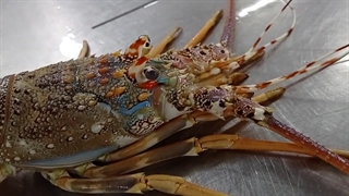 لابستر صخرهای: Panulirus homarus