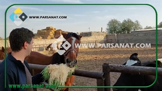 استقبال خرگوش، گاو و اسب از علوفه هیدروپونیک