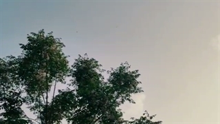 طبیعت فردوس کاشت مو