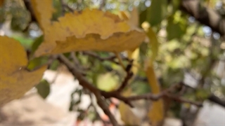 پاییز دانشگاه