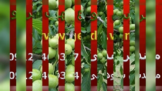 خرید نهال گردو فروش ویژه آبان 1401 اصیل گردو را از دست ندهید!