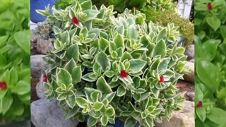 ترفند نگهداری نکات آبیاری کاشت تکثیر کوددهی نور خاک مناسب گل نازیخی سبز ابلق گیاهان آپارتمانی در زمستان ماه گل خاتون