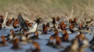 Deep in the Heart: A Texas Wildlife Story