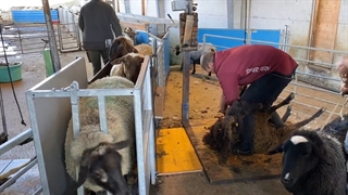 شغل پشم چینی گوسفند