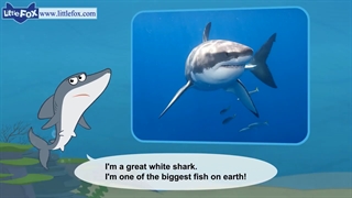 White shark video