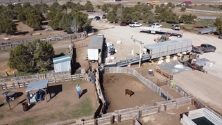 چیدن پشم صدها گوسفند