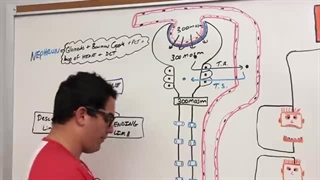 Renal | Loop of Henle