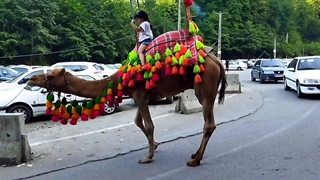 سفر شش ماهه به تاج زاگرس