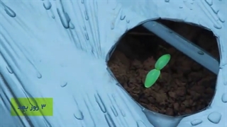 کشت زیرپلاستیک خیار با نایلون صیفی جات