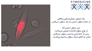 حمله سلول ایمنی به یک سلول سرطانی