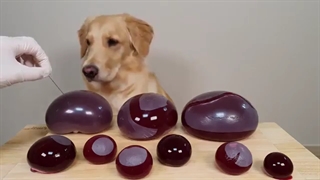 چالش غذاخوری سگ