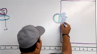 Embryology | Gastrulation