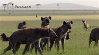 نبرد نفس گیر شیر نگون بخت در محاصره با ۳۰ کفتار
