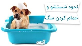 نحوه شستشوی سگ | آچاره
