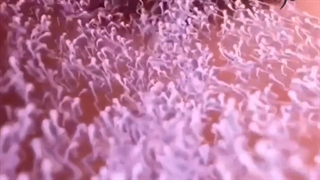 اسپرم در باروری